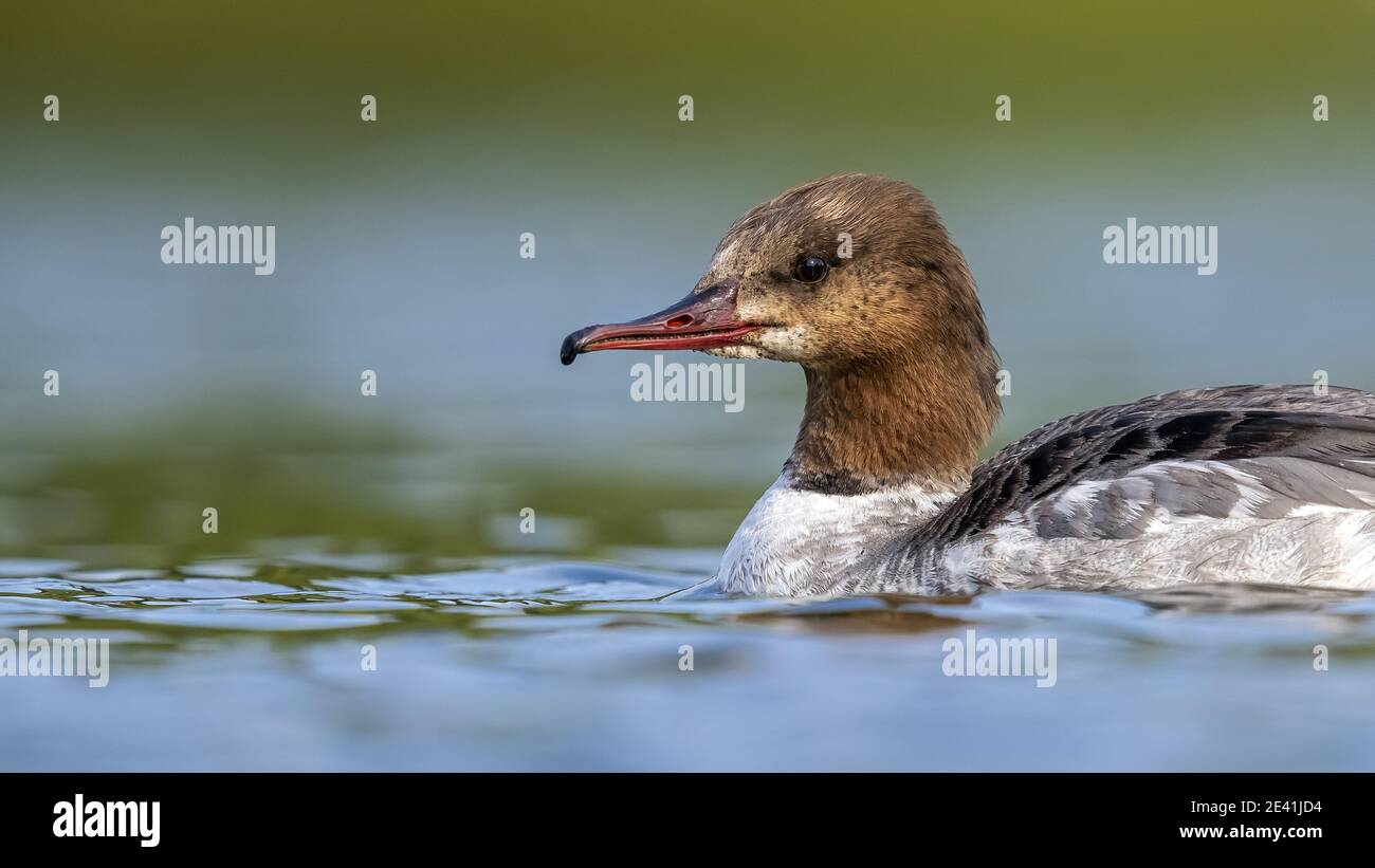 Gänsekiefer (Mergus merganser merganser, Mergus merganser), erster Winter-Rüden, der bis zum ersten Sommergefieder schwimmt, Belgien Stockfoto