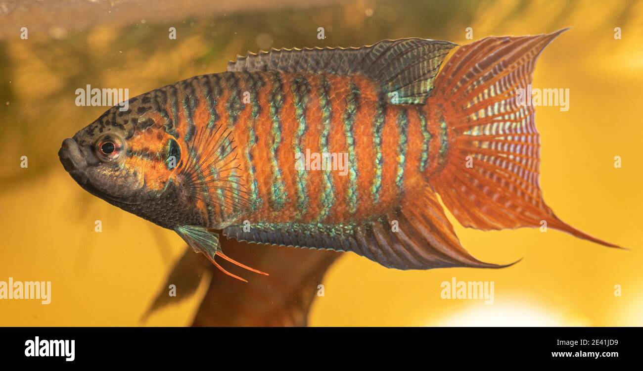 Paradiesfisch, Paradiesfisch, Paradiesgurami (Macropodus opercularis), beeindruckendes Männchen Stockfoto