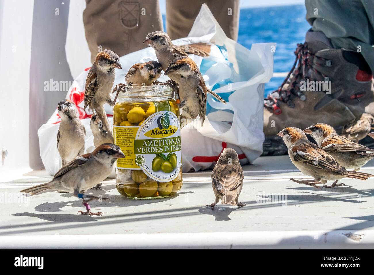 Iago-Sperling, Kapverdische Sperling, Rufous-Sperling (Passer iagoensis), Truppe, die eingelegte Oliven aus einem Einmachglas, Cap Verde Islands, isst Stockfoto