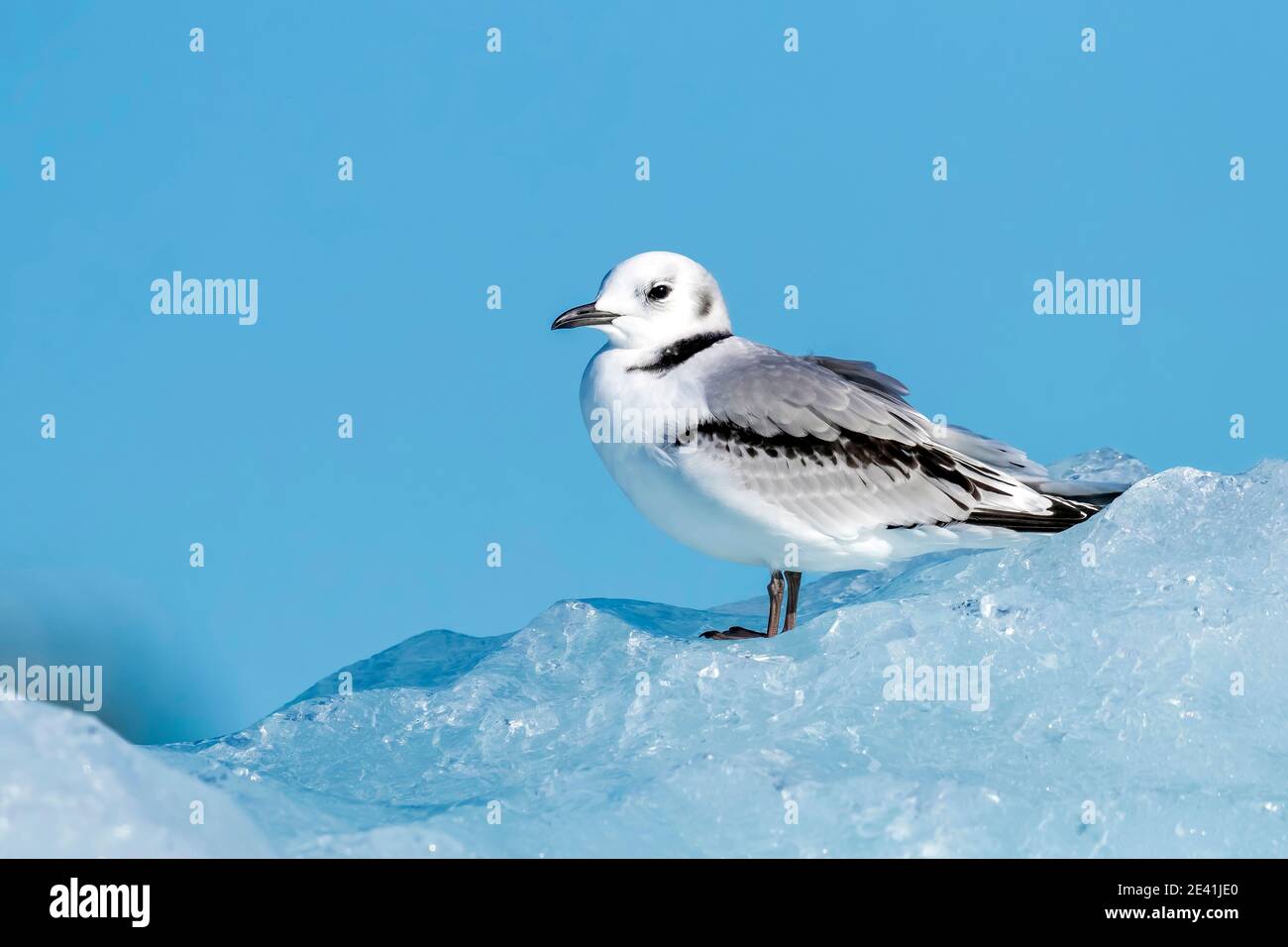 Schwarzbeiner-Dreizehenmöwe (Rissa tridactyla, Rissa tridactyla tridactyla, Larus tridactyla), Jungtiere auf Eis, Island, Austurland Stockfoto