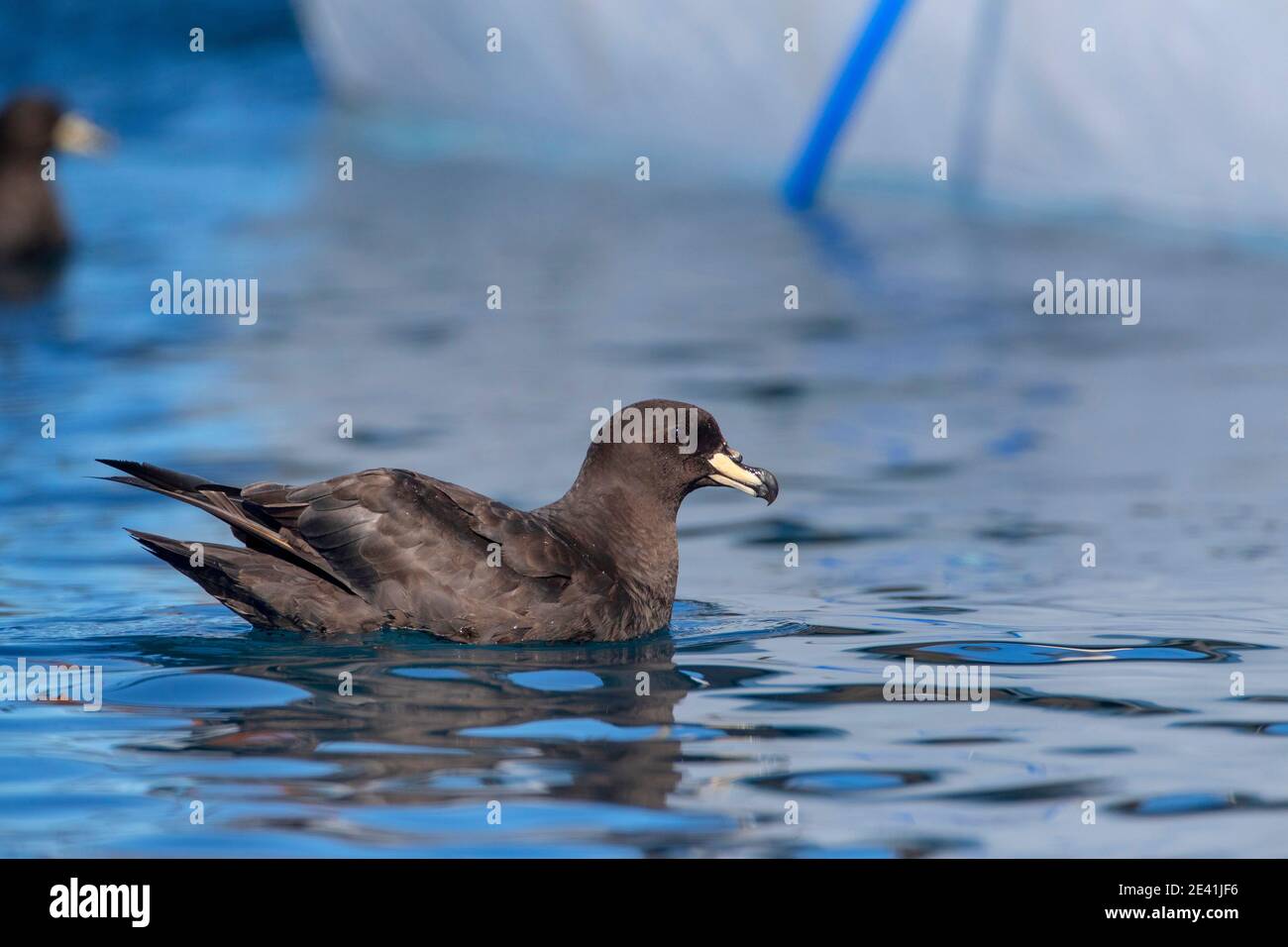 westlandsturmvogel (Procellaria westlandica), Schwimmen vor einem lokalen Touristenboot, Seitenansicht, Neuseeland, Südinsel, Kaikoura Stockfoto