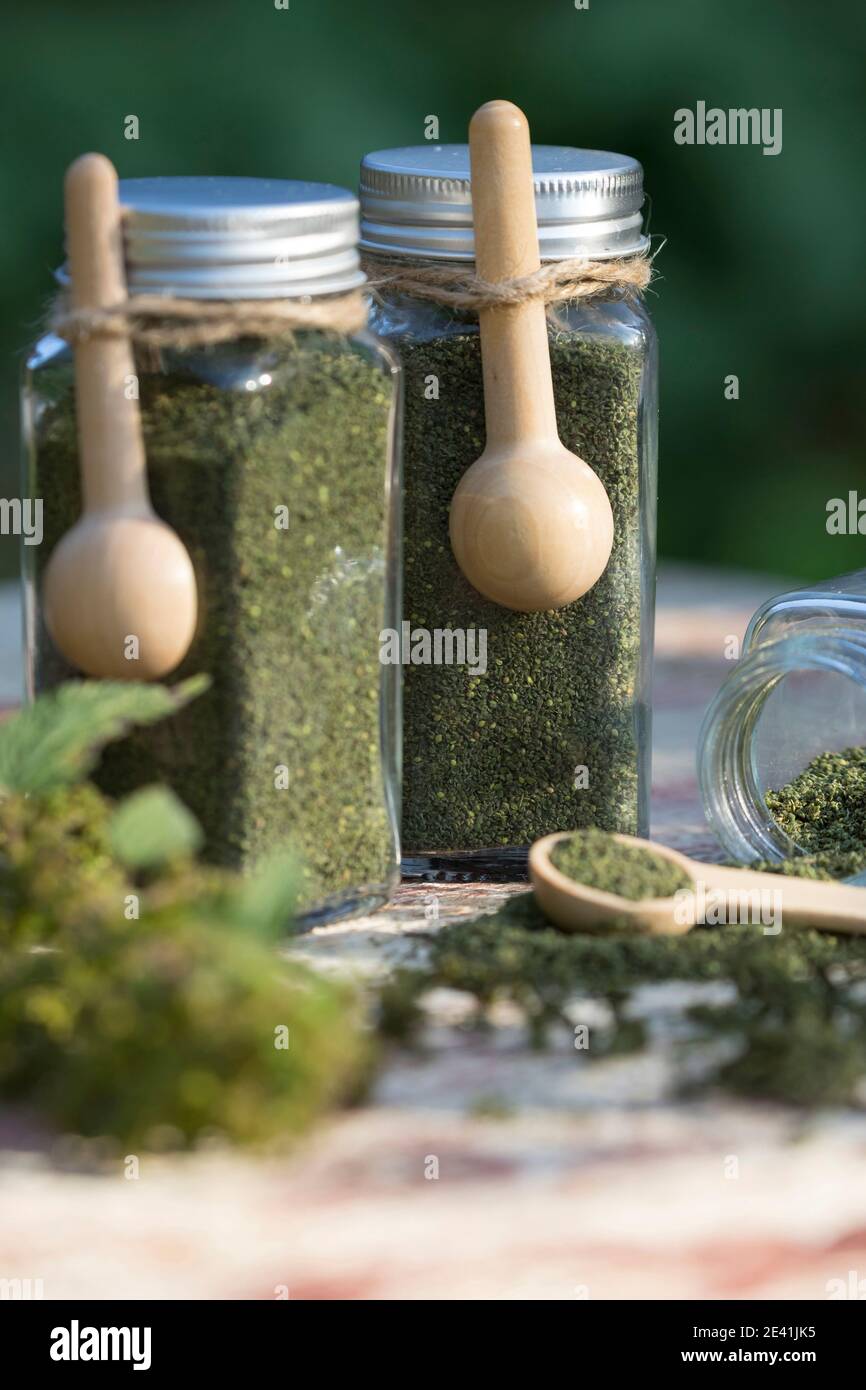 Brennnessel (Urtica dioica), getrocknete Brennnesselsamen in Glasbehältern mit Holzlöffeln, Deutschland Stockfoto