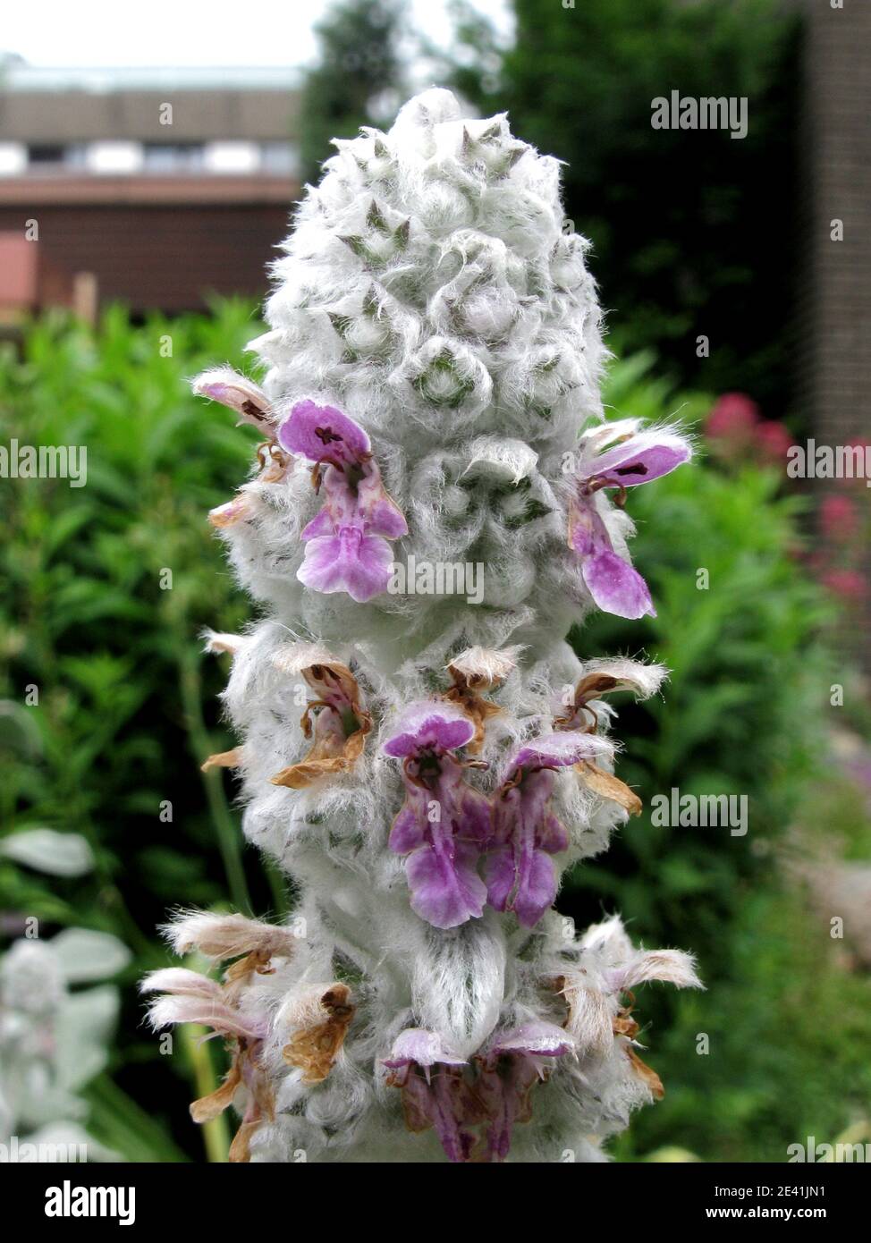 Wolllammohr (Stachys byzantina), Blumen Stockfoto