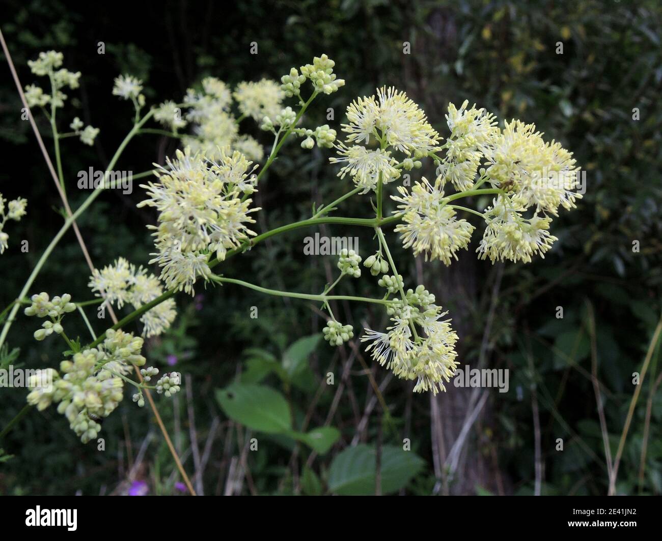 Wiesenraute (Thalictrum flavum), blühend, Deutschland Stockfoto