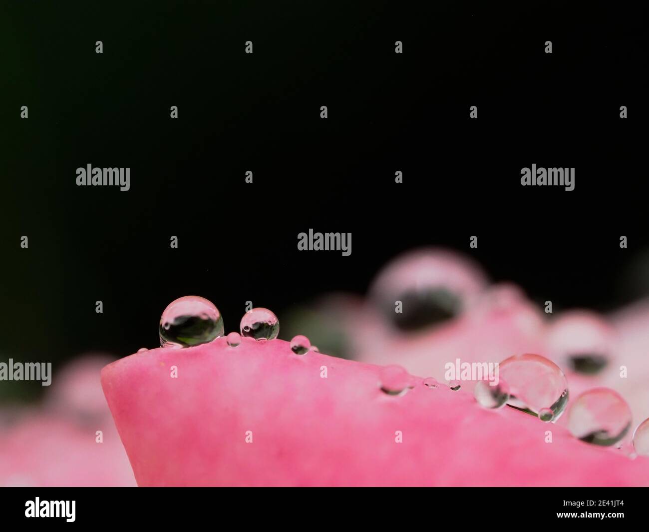 Nahaufnahme von Wassertropfen am Rand eines Rosa Rosenblatt Stockfoto