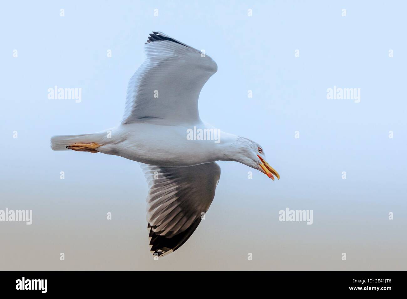 Kaspische Möwe (Larus cachinnans, Larus cachinnans cachinnans), auf der Suche nach Beute im Flug und rufen, Deutschland, Bayern Stockfoto