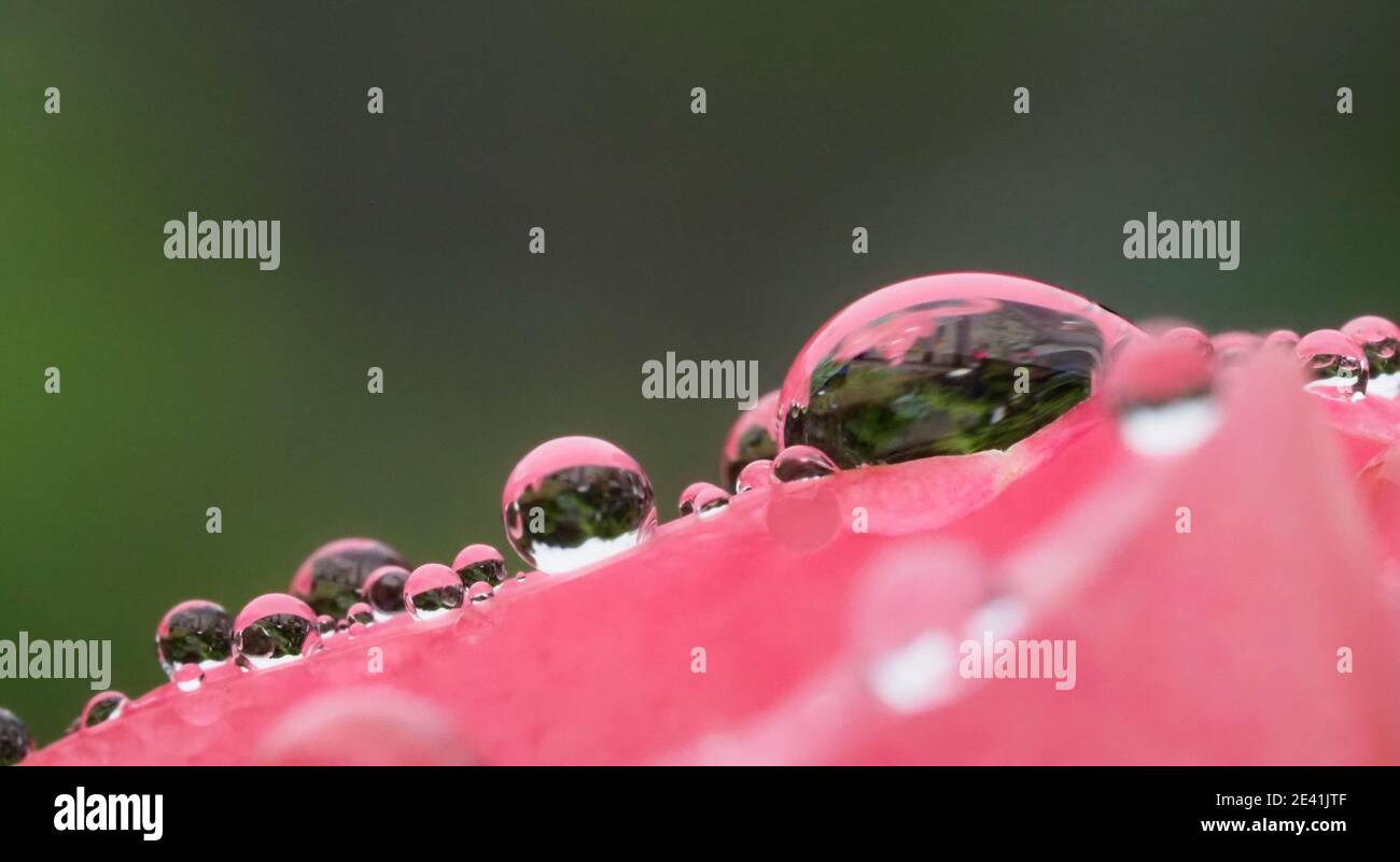Nahaufnahme von Wassertropfen am Rand eines Rosa Rosenblatt Stockfoto