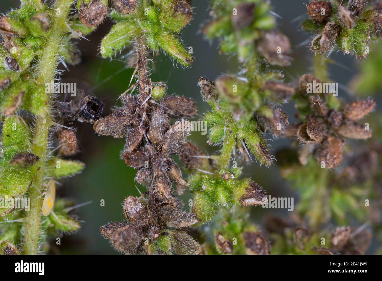 Brennnessel (Urtica dioica), weibliche Pflanze mit Früchten, Deutschland Stockfoto