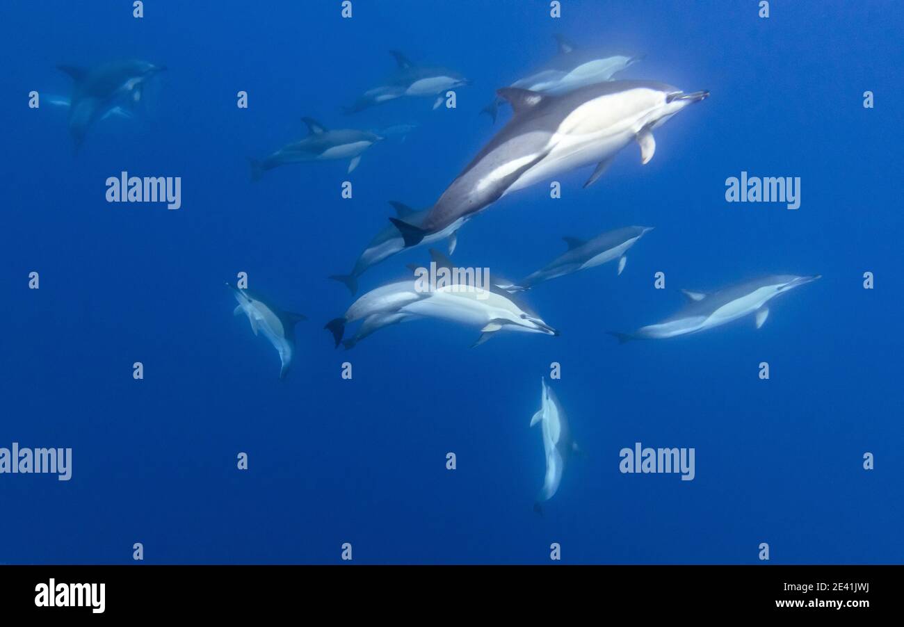 Gewöhnlicher Delphin, Kurzschnabeliger gewöhnlicher Delphin, Satteldelfin, Kreuzspelfin (Delphinus delphis), unter Wasser schwimmende Delfine, Stockfoto