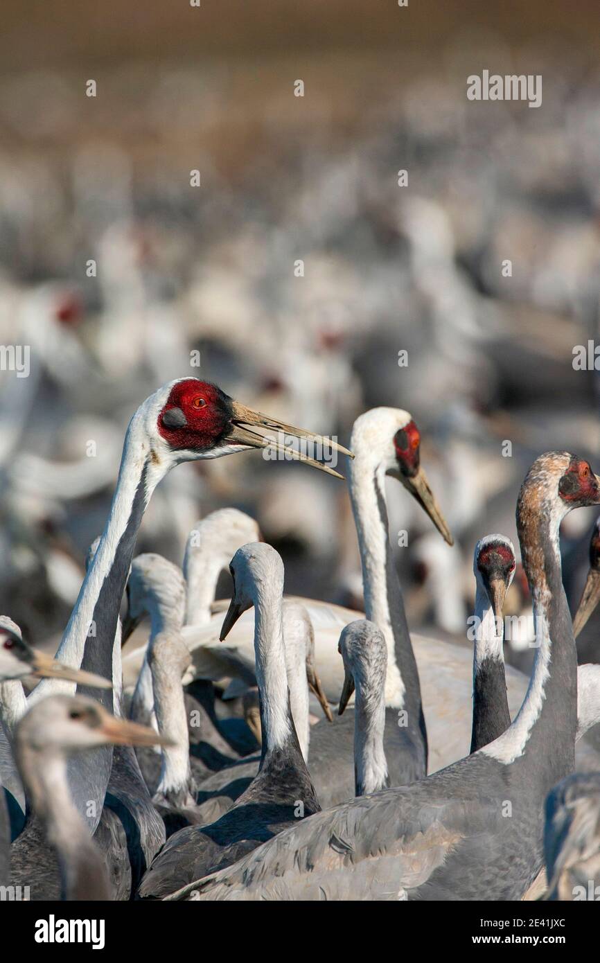 Japanischer weißnackter Kranich (Grus vipio, Antigone vipio), der Vogel inmitten einer riesigen Herde ruft, Japan, Kyushu Stockfoto