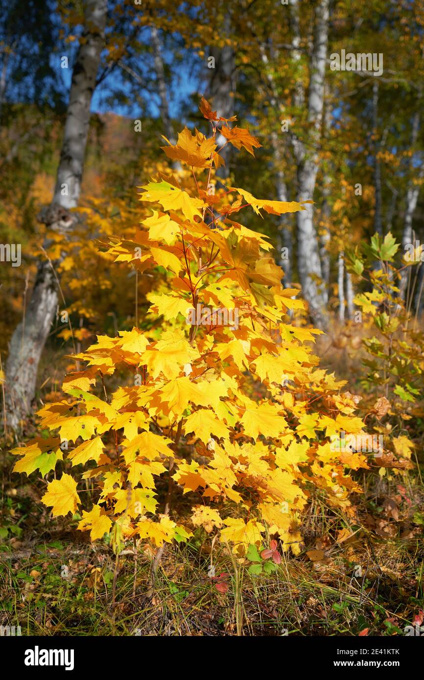 Herbstwald. Junger Ahorn mit leuchtend gelben Blättern auf einem Hintergrund von Birken. Stockfoto