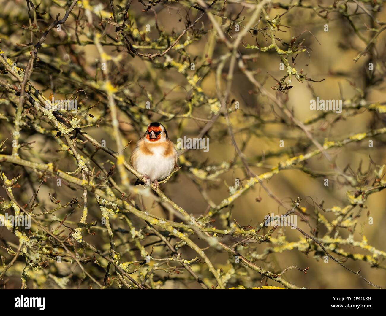 Ein Goldfink (Carduelis carduelis) im Naturschutzgebiet Beddington Farmlands in Sutton, London. Stockfoto