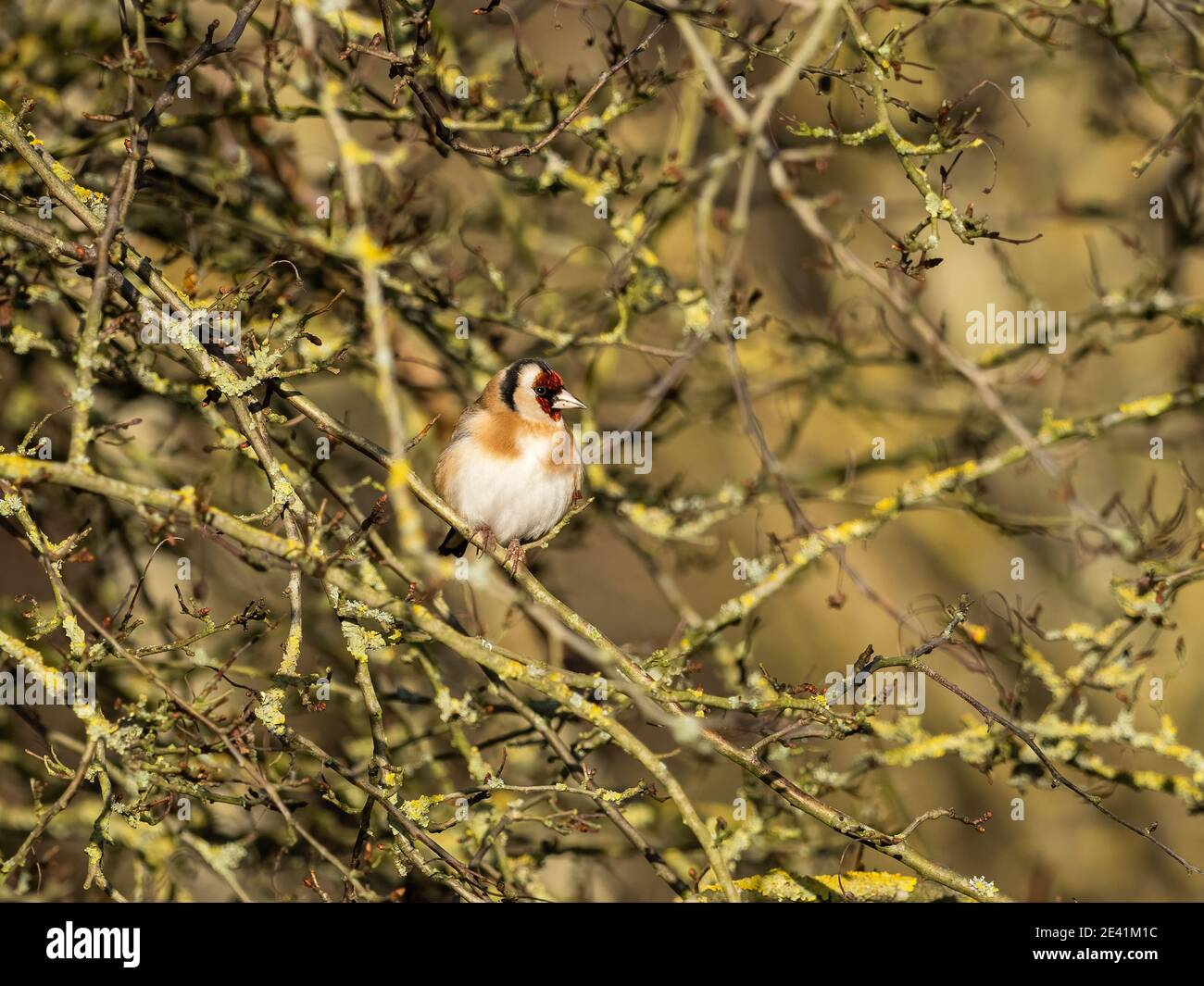 Ein Goldfink (Carduelis carduelis) im Naturschutzgebiet Beddington Farmlands in Sutton, London. Stockfoto