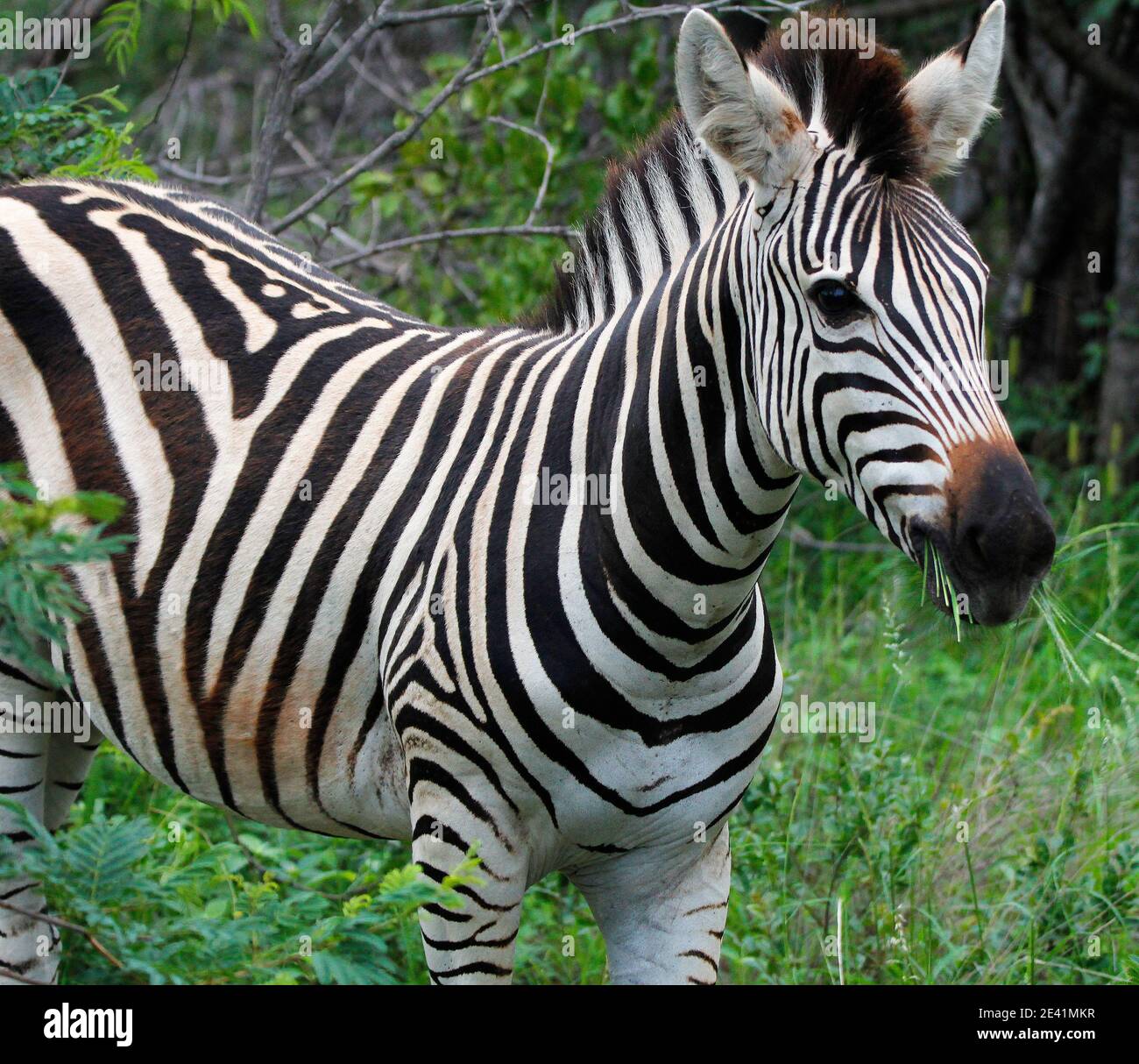 Ein erwachsenes Zebra im Kruger Park. Stockfoto