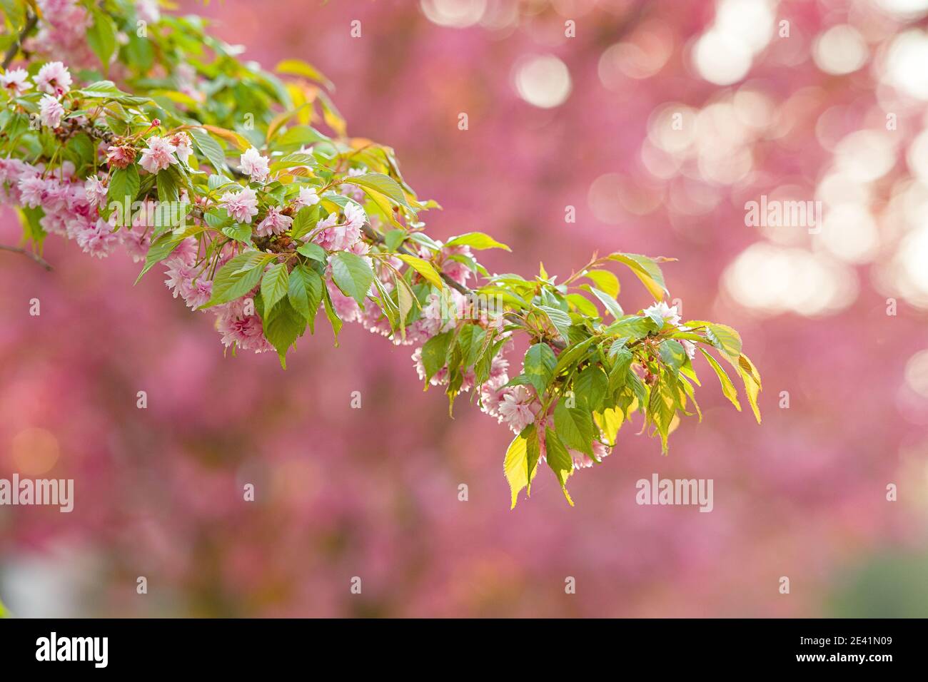 Pink sakura Blume Blüte im Frühjahr Saison. Vintage Sweet Cherry Blossom weichen Textur Hintergrund. Stockfoto