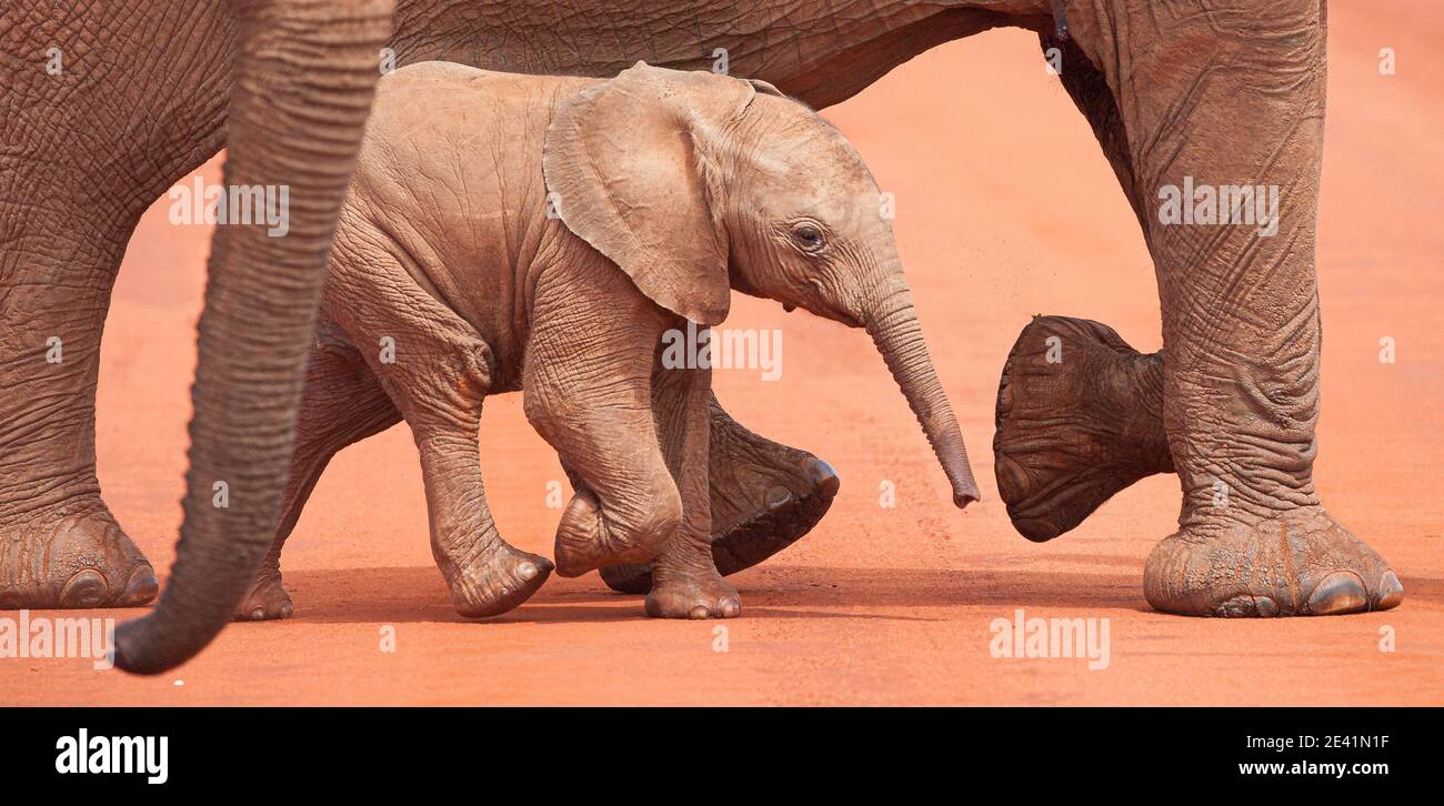Baby afrikanische Elefant Loxodonta Africanus läuft mit der Herde über eine unbefestigte Straße in Tsavo Nationalpark Kenia Stockfoto