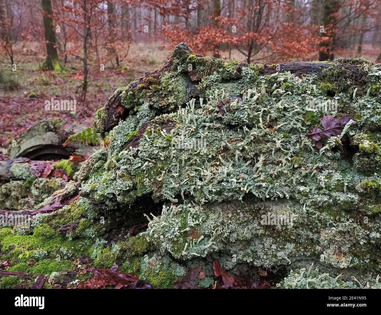 Verrottet ein langgefallener Baum, der mit Moosen und Pixie-Cup Cladonia Flechten im Savernake Forest in der Nähe von Marlborough Wiltshire UK bedeckt ist Stockfoto