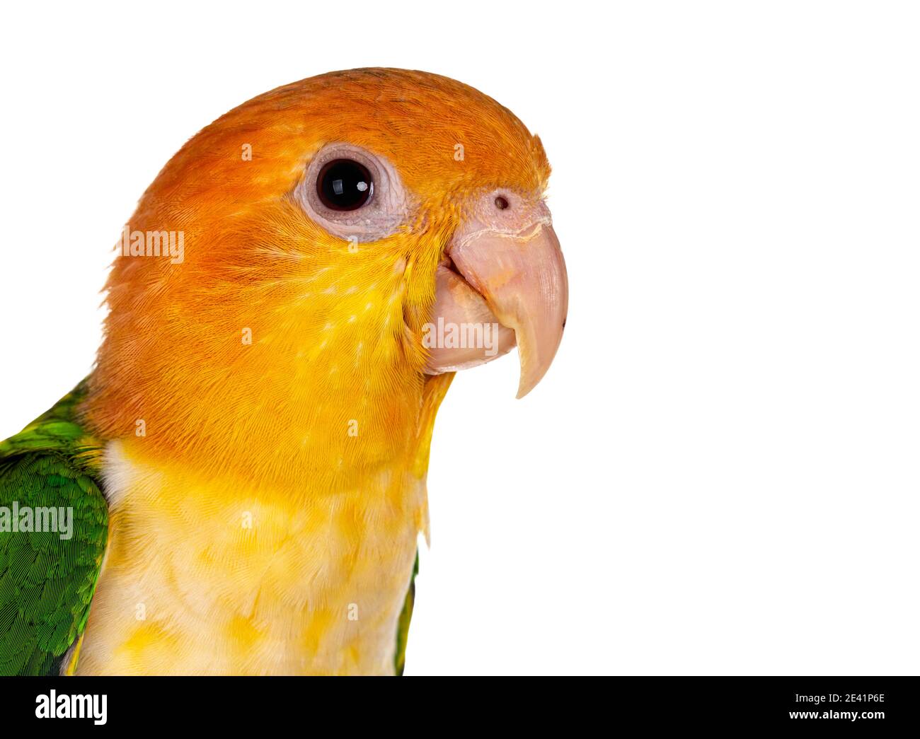 Kopfschuss des jungen weißen bauchigen Caique-Vogels. Isoliert auf weißem Hintergrund. Stockfoto