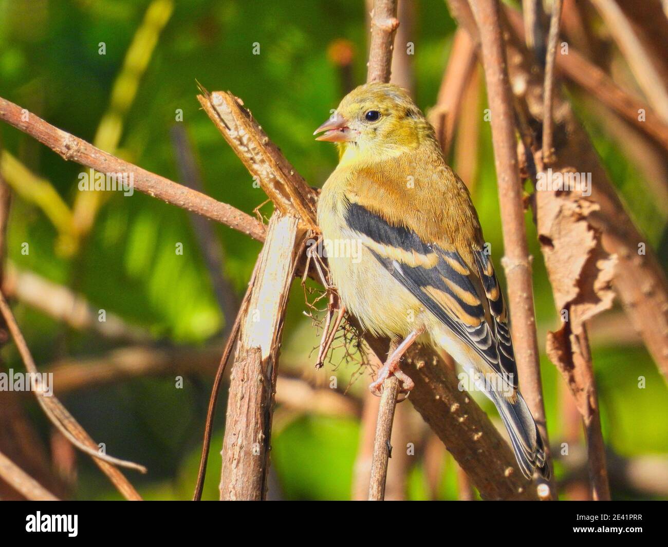 Goldfink auf einem Zweig: Ein amerikanischer Goldfink Weibchen Vogel auf einem Zweig in der frühen Morgensonne an einem Sommertag unter Wildblumen thront Stockfoto