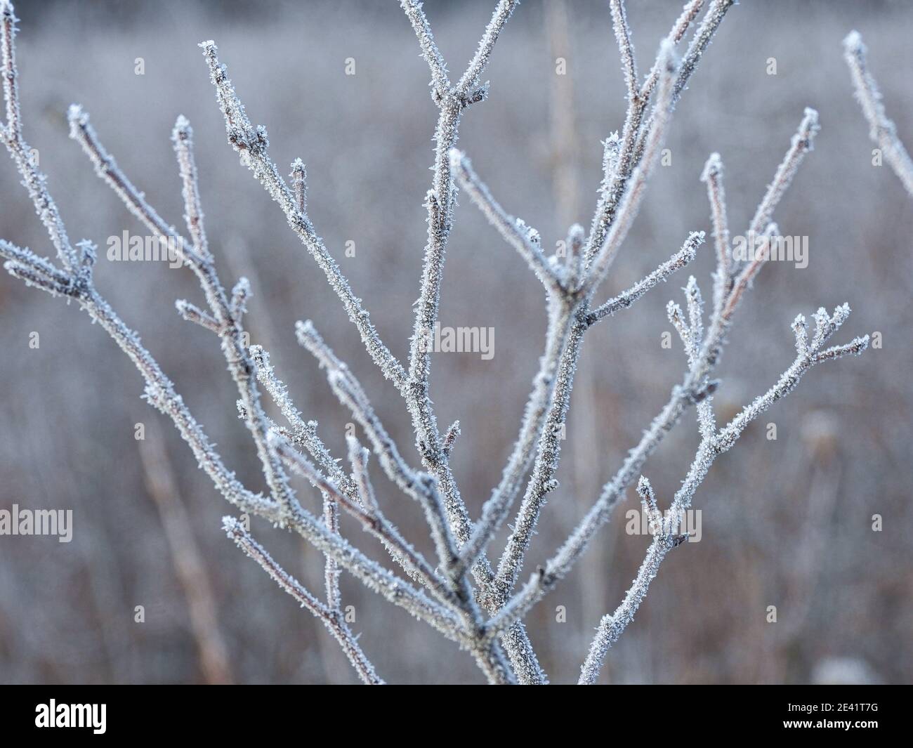 Frostbedeckte Äste: Nahaufnahme von kleinen, frostbedeckten Ästen an einem frühen Wintermorgen Stockfoto