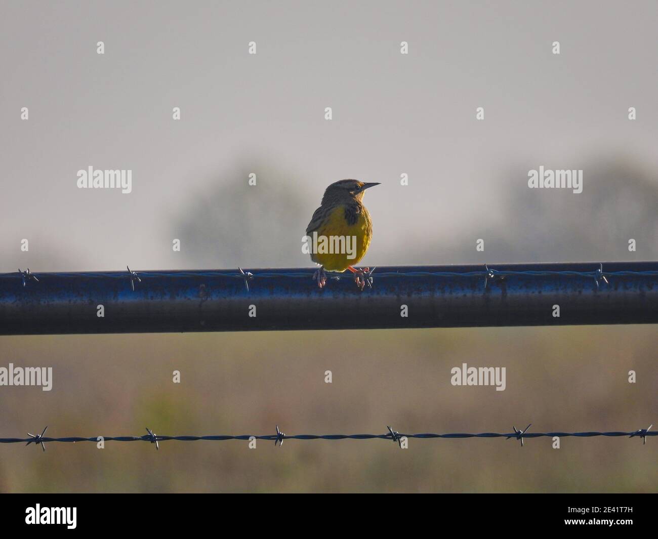 Bird on a Wire: Ein junger Ostmeadowlark-Vogel auf einem Stacheldrahtzaun einer Weide an einem frühen Herbstmorgen bei Sonnenaufgang mit Blick zur Seite Stockfoto