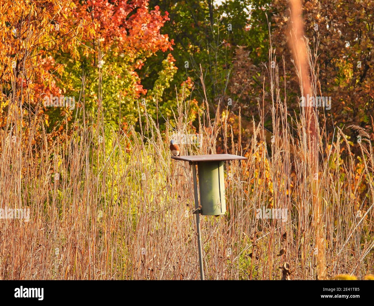 Vogel auf einem Vogelhaus: Eine östliche Bluebird sitzt auf einem Bluebird Nistkasten an einem schönen Herbsttag mit herbstlicher farbiger Vegetation Stockfoto