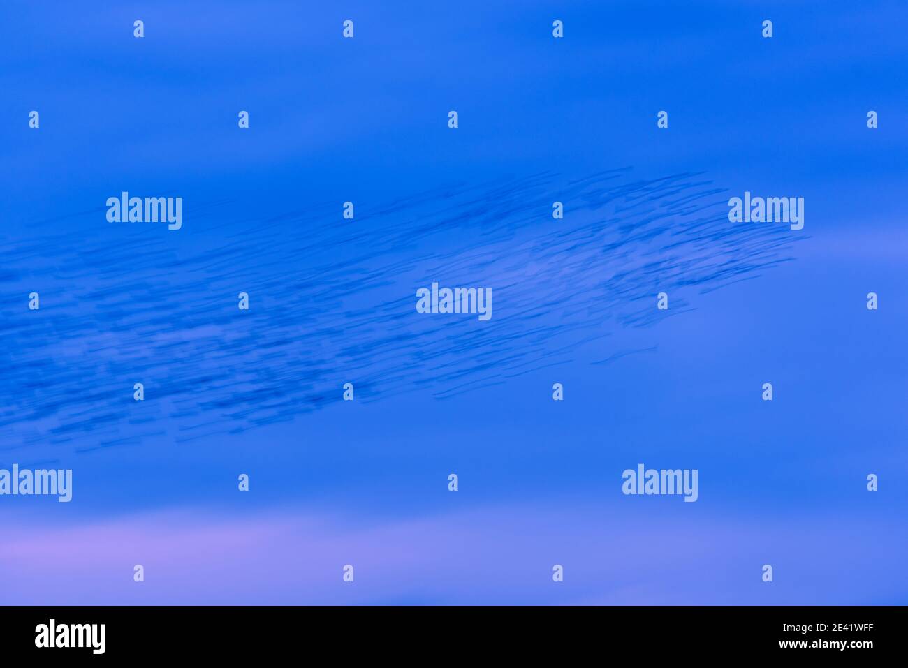 ICM Abstract Starling Mumuration III. Strumpshaw Fen RSPB, Januar 2021 Stockfoto