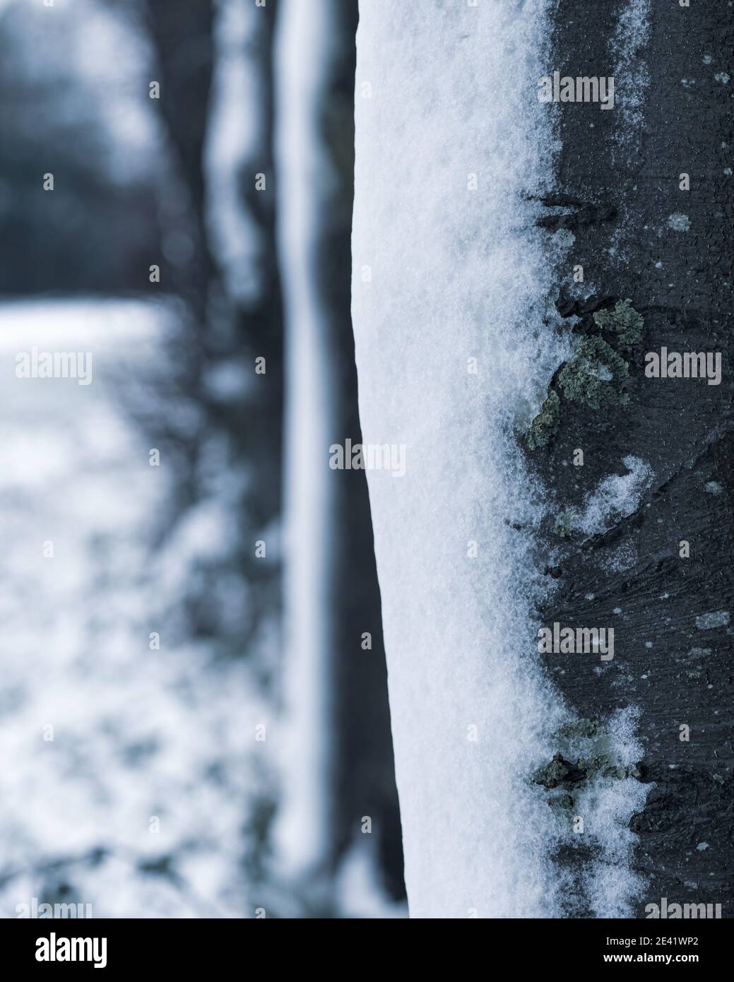 Schnee auf Baumstämmen. Januar 2021 Stockfoto