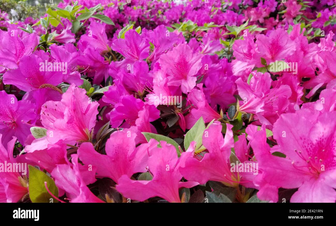 Azalea's in Spring - Houston, Texas Stockfoto