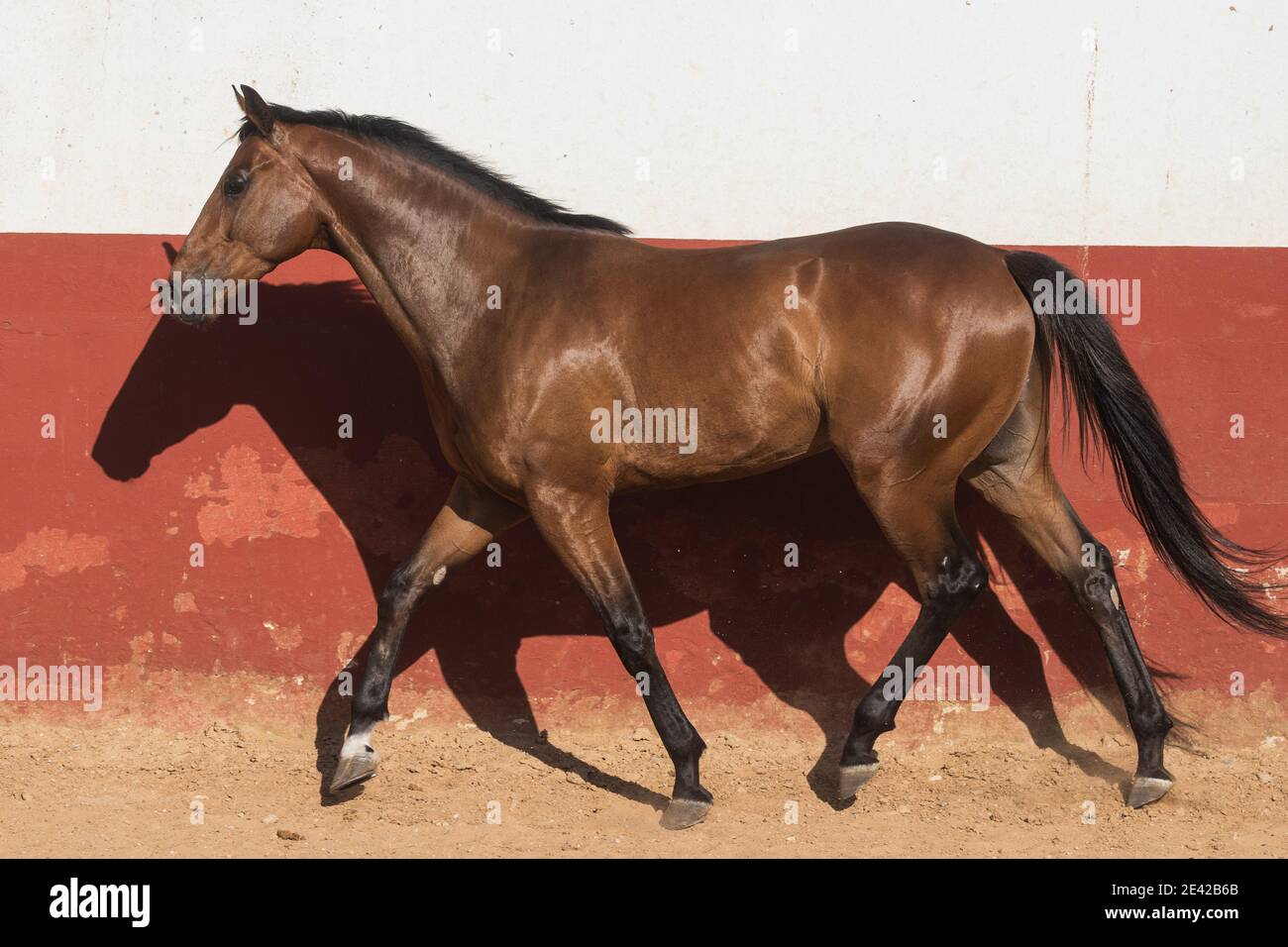 Schöner brauner Wallach Vollblut Pferd trabben in Freiheit Stockfoto