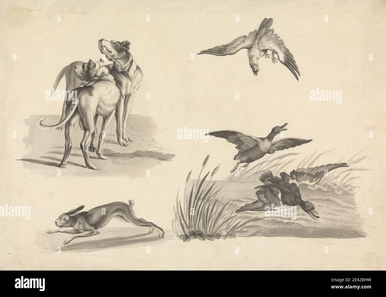 Zugeschrieben Samuel Howitt, 1756â € "1822, britische, Blatt der Studien von Hounds, Hare, Falcon und Ducks, undated. Stift und schwarze Tinte, Graphit und grau waschen auf Medium, leicht strukturiert, Creme Wove Papier. Hunde (Tiere), Enten, Falken (Vogel), Genre Thema, Kaninchen Stockfoto
