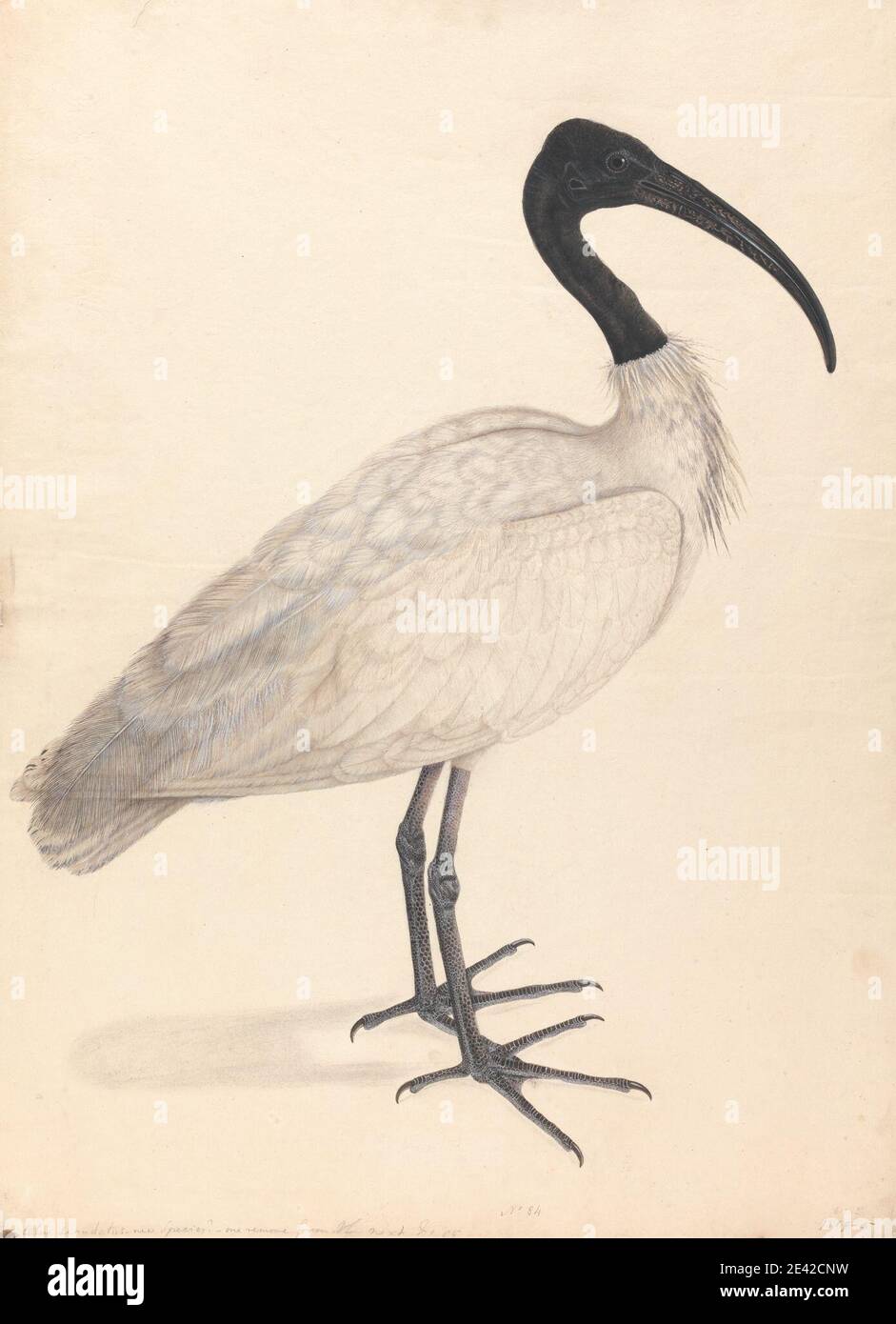 Unbekannter Künstler, EIN schwarzer und weißer indischer Vogel, (einer von einem Paar), Undatiert. Aquarell, mit Stift, in brauner Tinte, Gouache und Graphit auf Medium, mäßig strukturiert, Creme, Wove Papier. Tierkunst, Vögel, Ornithologie, Wissenschaft, Taxonomie (Disziplin) Stockfoto