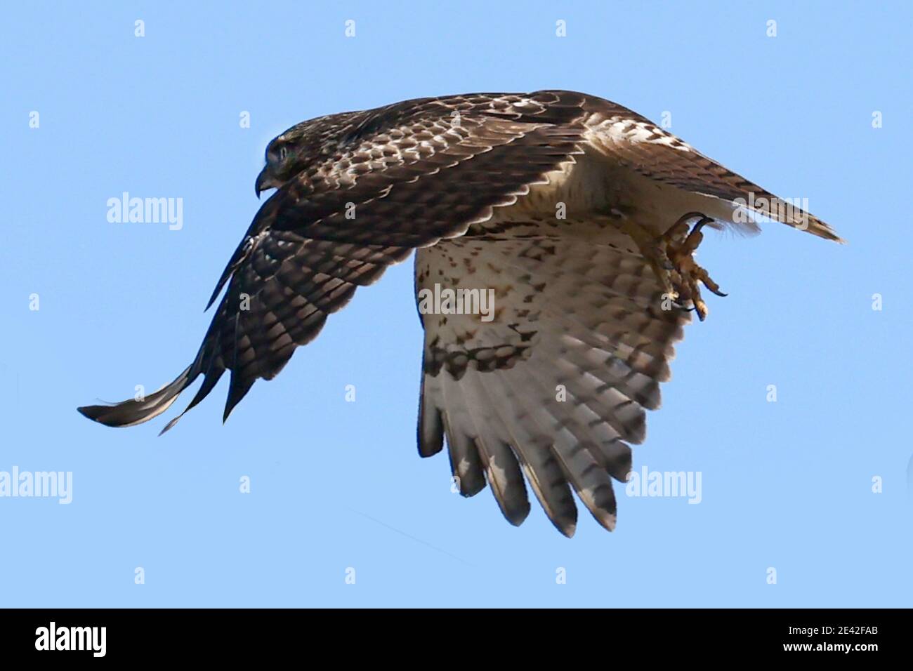 Red tailed Hawk in der Nähe der Eisenbahnbrücke an hellen Wintertag Stockfoto