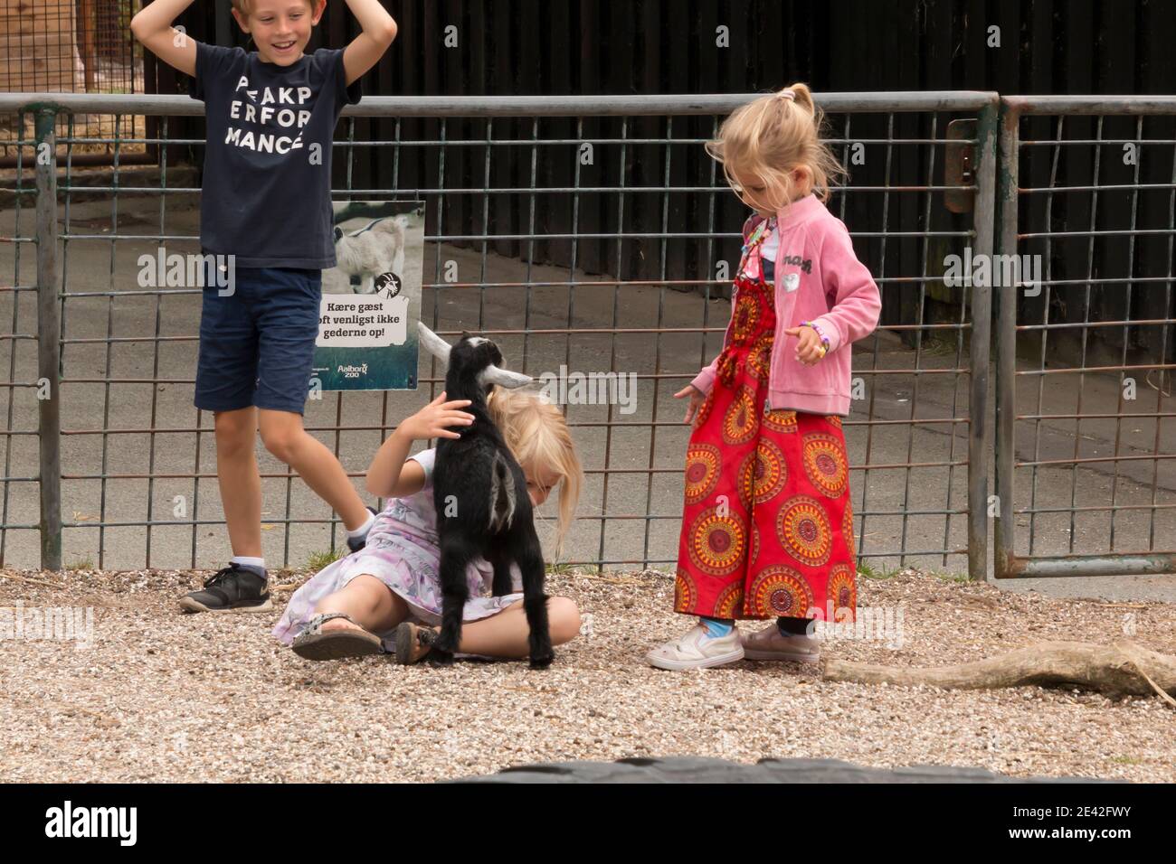 Aalborg, Dänemark - 25 Jul 2020: Viele Menschen im Aalborg Zoo an einem schönen Sommertag spielen Kinder mit Ziegen Stockfoto