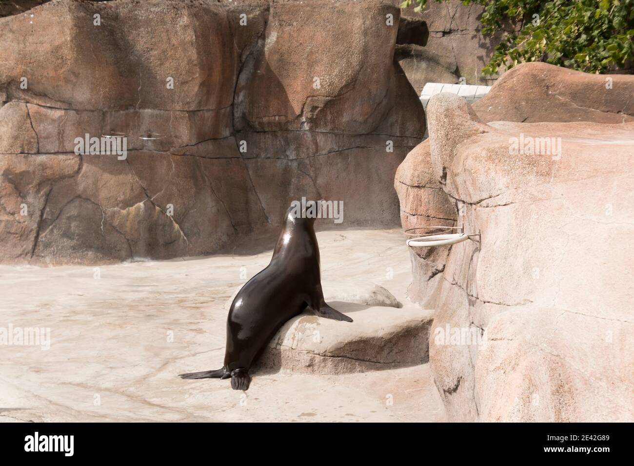 Aalborg, Dänemark - 25 Jul 2020: Robben spielen an einem schönen Tag auf den Felsen herum Stockfoto