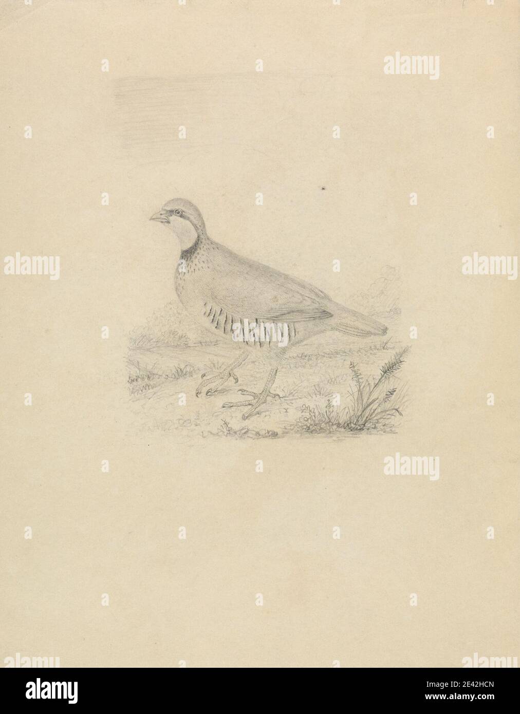 James Sowerby, 1756â € "1822, britische, A Quail, undated. Graphit auf Medium, glatt, Creme Wove Papier. Tierkunst, Aves (Klasse), Gras, Fasanenfamilie, Wachteln Stockfoto