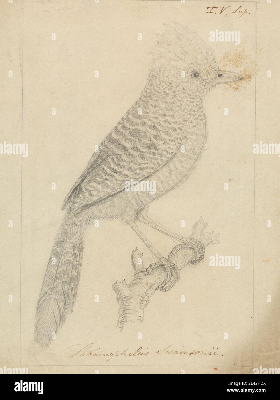 James Sowerby, 1756â € "1822, Briten, EIN Vogel, undated. Graphit auf Medium, leicht strukturiert, cremefarben. Tierkunst, Ameisenwürger, Vogel, getuftete Ameisenwürger Stockfoto