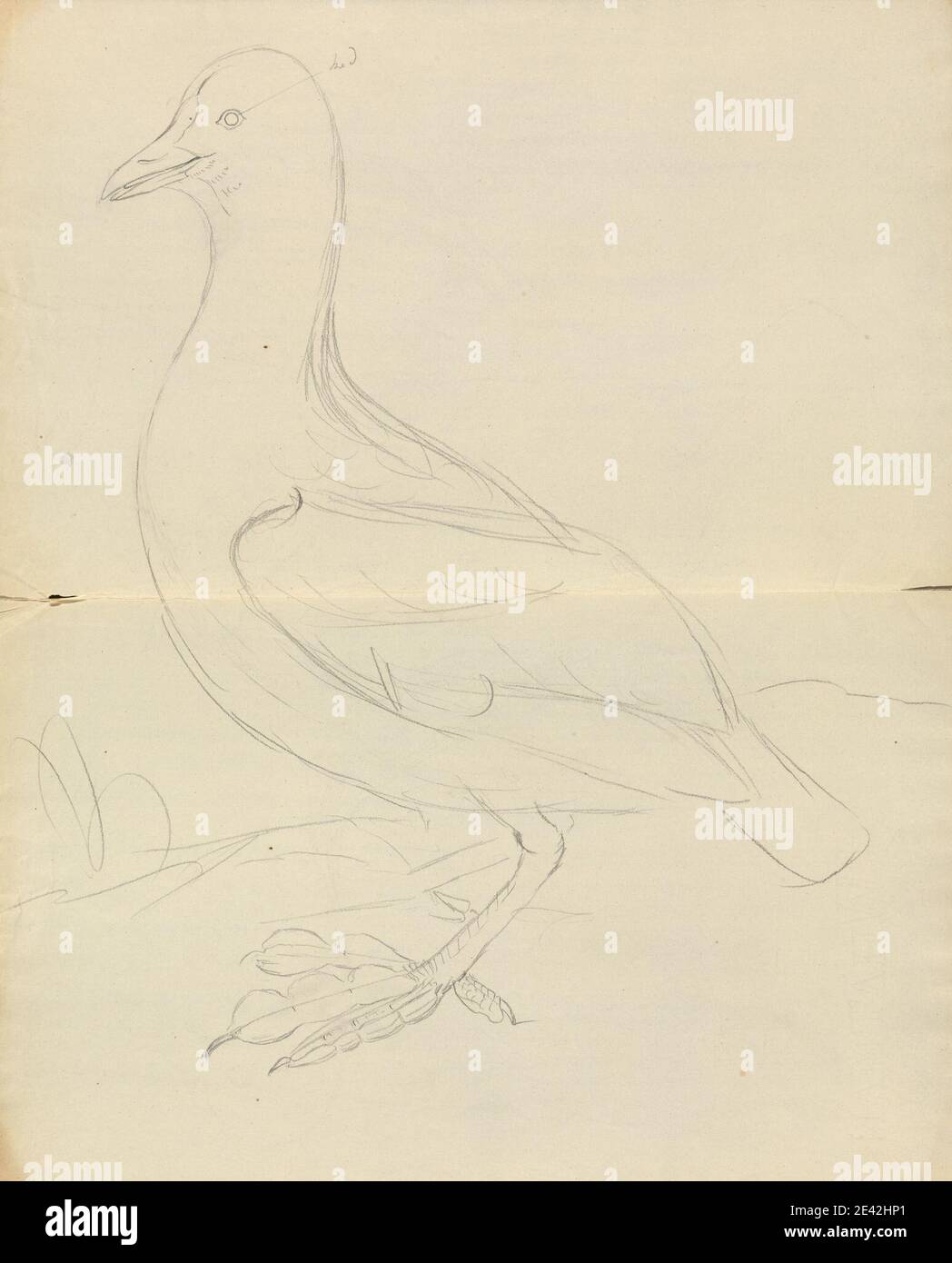 James Sowerby, 1756â € "1822, Briten, EIN Vogel, undated. Graphit auf mittlerem, glattem, cremefarbenem Wove-Papier. Tierkunst, Vogel Stockfoto