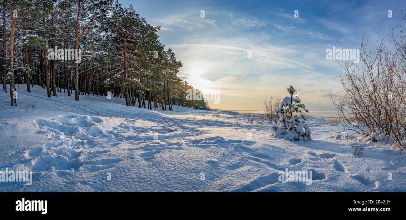 Panoramablick auf die Winterlandschaft. Bedeckt mit Schneebäumen gegen dramatisches Abendlicht. Verschneite Ostseeküste. Stockfoto