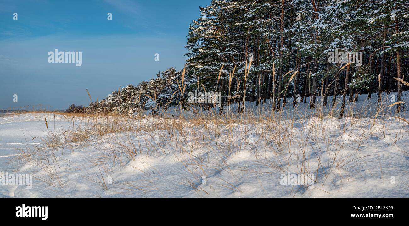 Gelbes Gras bedeckt mit Schnee in Nordseestrand und Dünen. Schneebedeckte Dünen in der Nähe von Nadelwald. Stockfoto