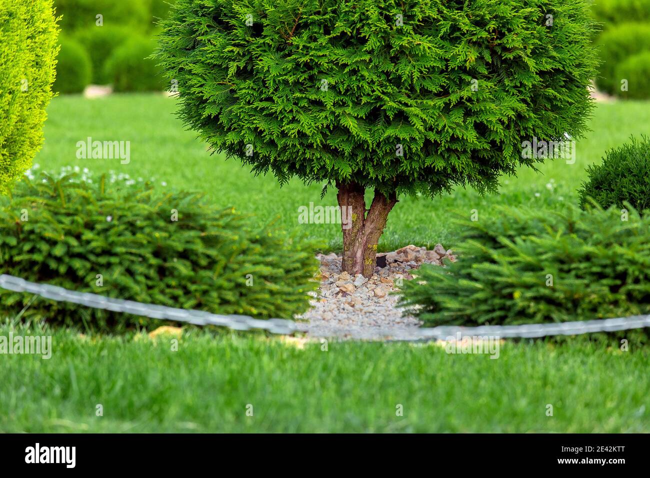 wisteria baum kaufen Amerikanischer Blauregen 'Amethyst Falls' / Wisteria frutescens 'Amethyst  Falls' online kaufen