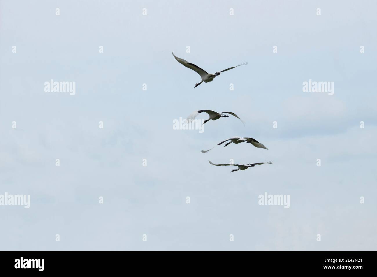 Rückansicht von Kranen, die in Formation fliegen Stockfoto