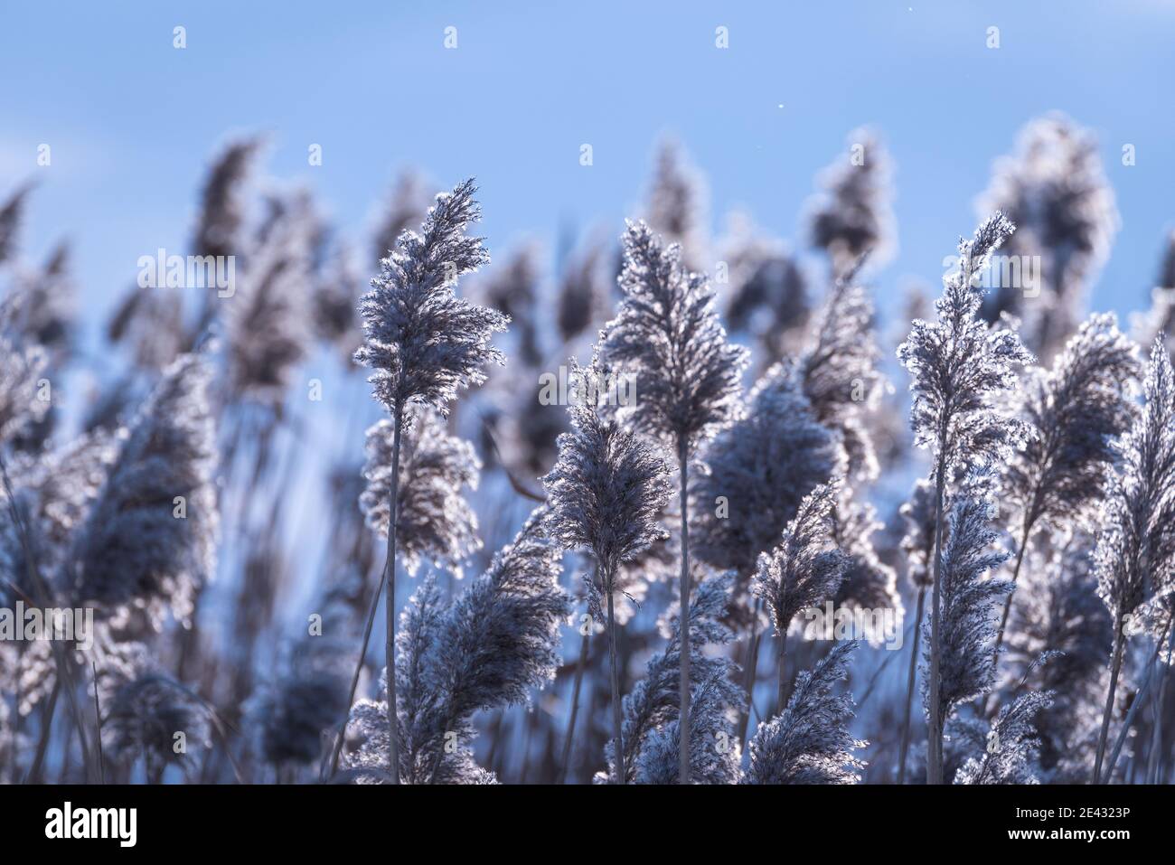 Winterland. Der Zauber des Winters in der Natur. Stockfoto
