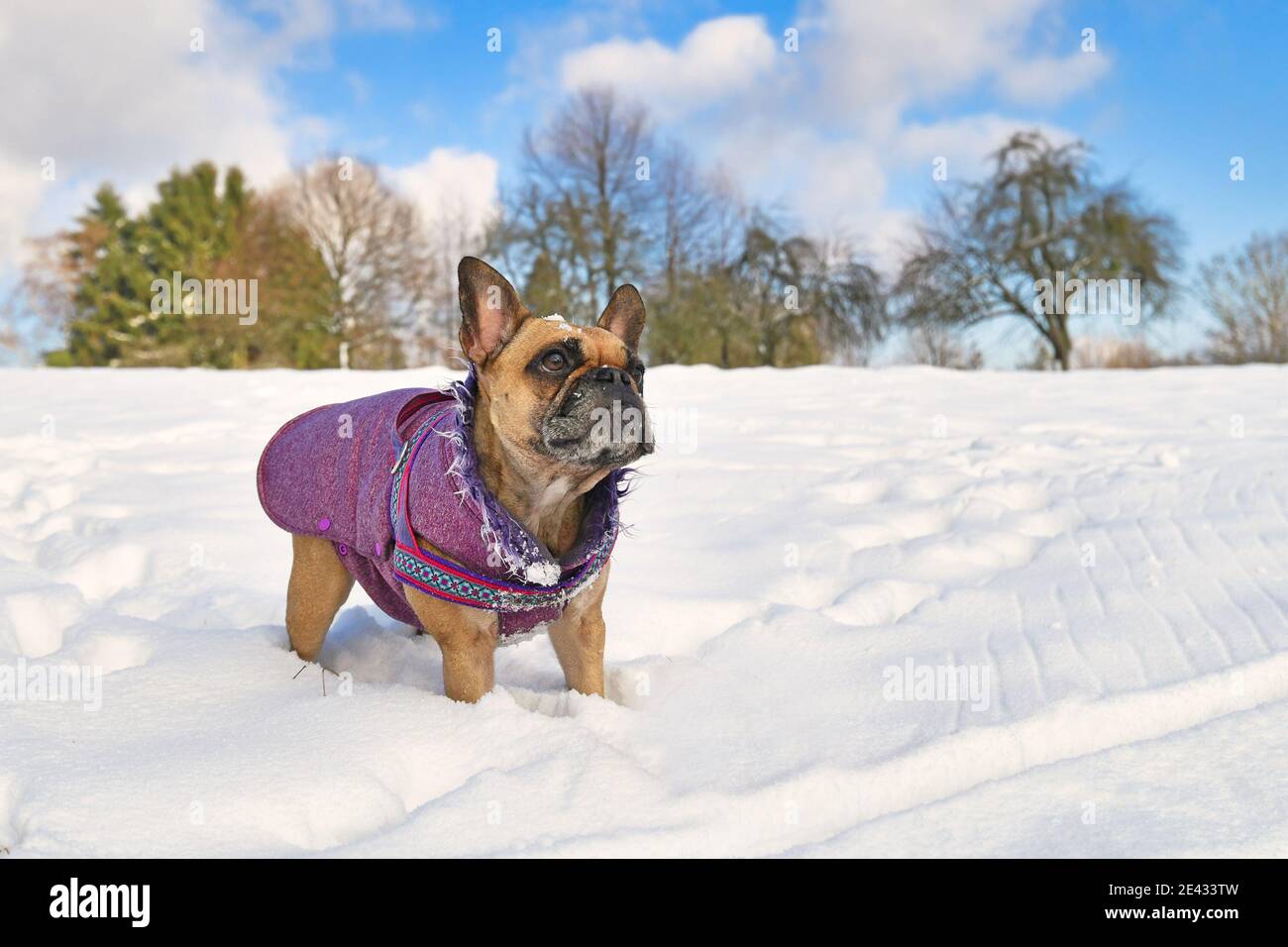 Französische Bulldogge trägt warmen Wintermantel in Schneelandschaft Stockfoto