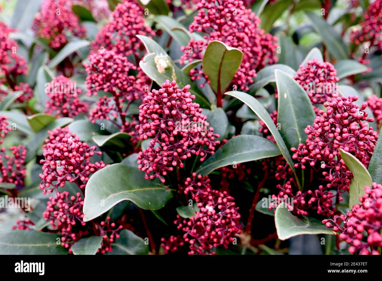 Skimmia japonica ‘Rubella’ Skimmia Rubella – dunkelrote Blütenknospen und große ledrige Blätter, Januar, England, Großbritannien Stockfoto