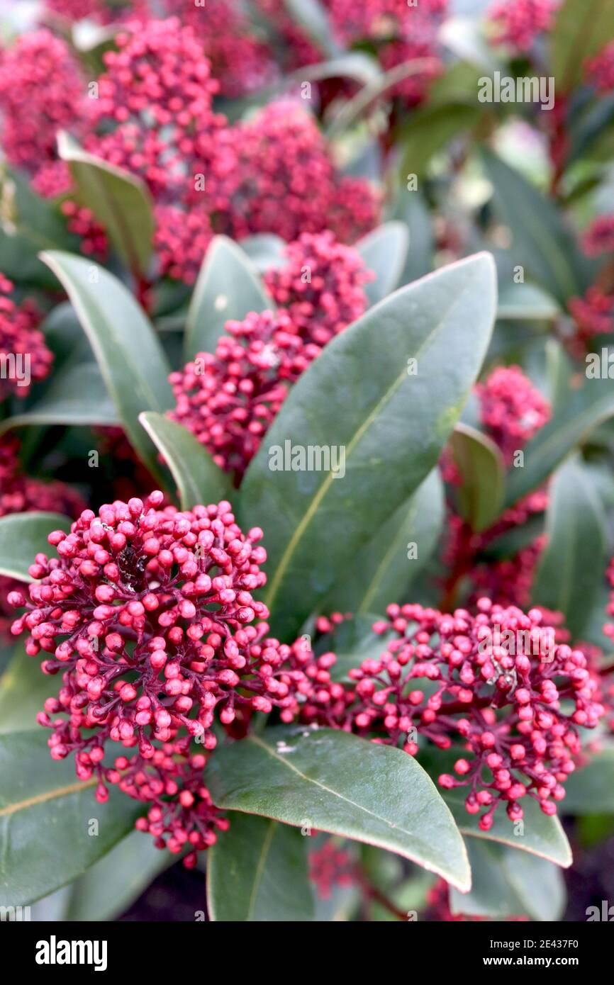 Skimmia japonica ‘Rubella’ Skimmia Rubella – dunkelrote Blütenknospen und große ledrige Blätter, Januar, England, Großbritannien Stockfoto