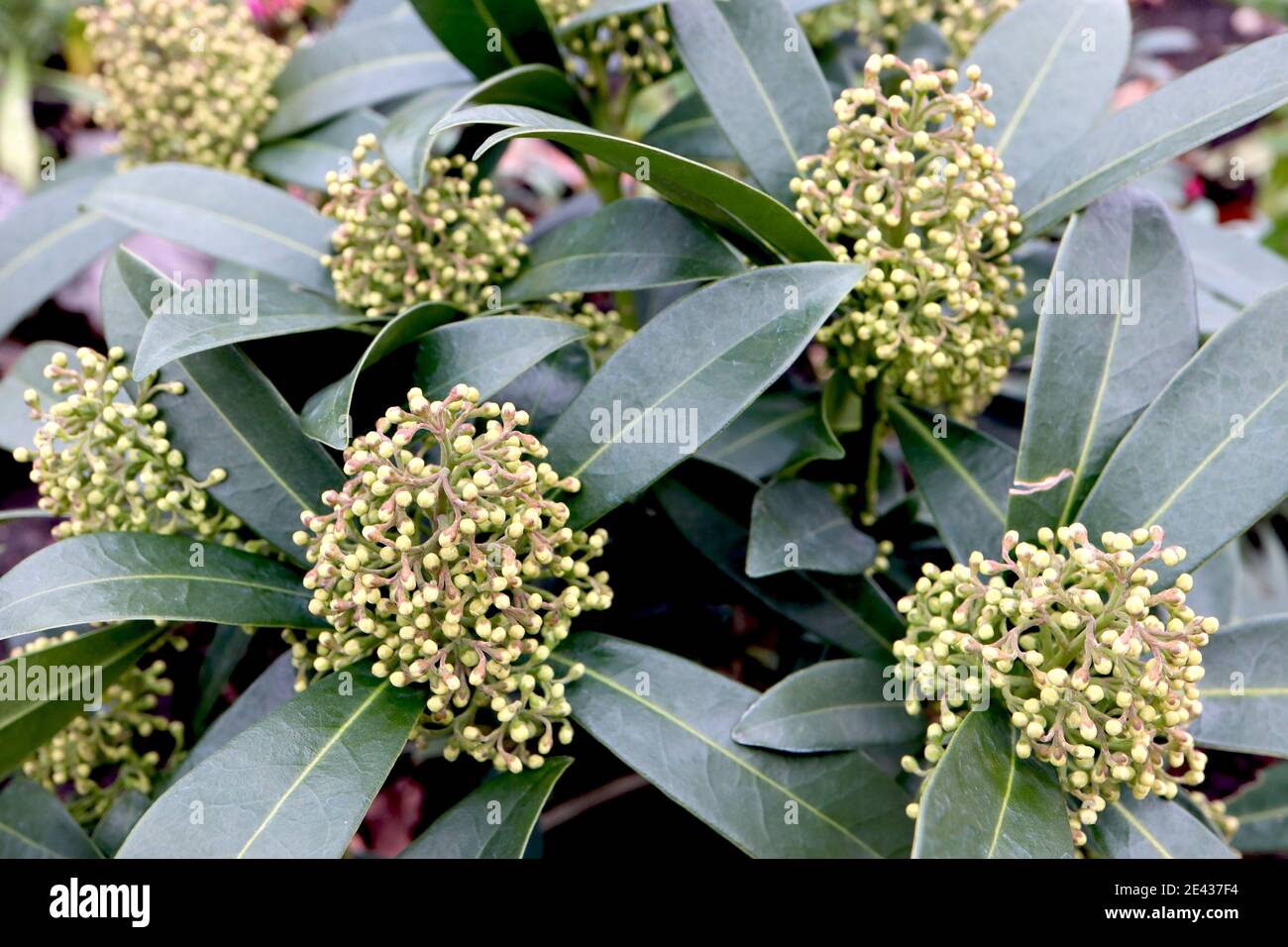 Skimmia japonica ‘White Globe’ Skimmia White Globe – kleine blassgrüne Blütenknospen und große ledrige Blätter, Januar, England, Großbritannien Stockfoto