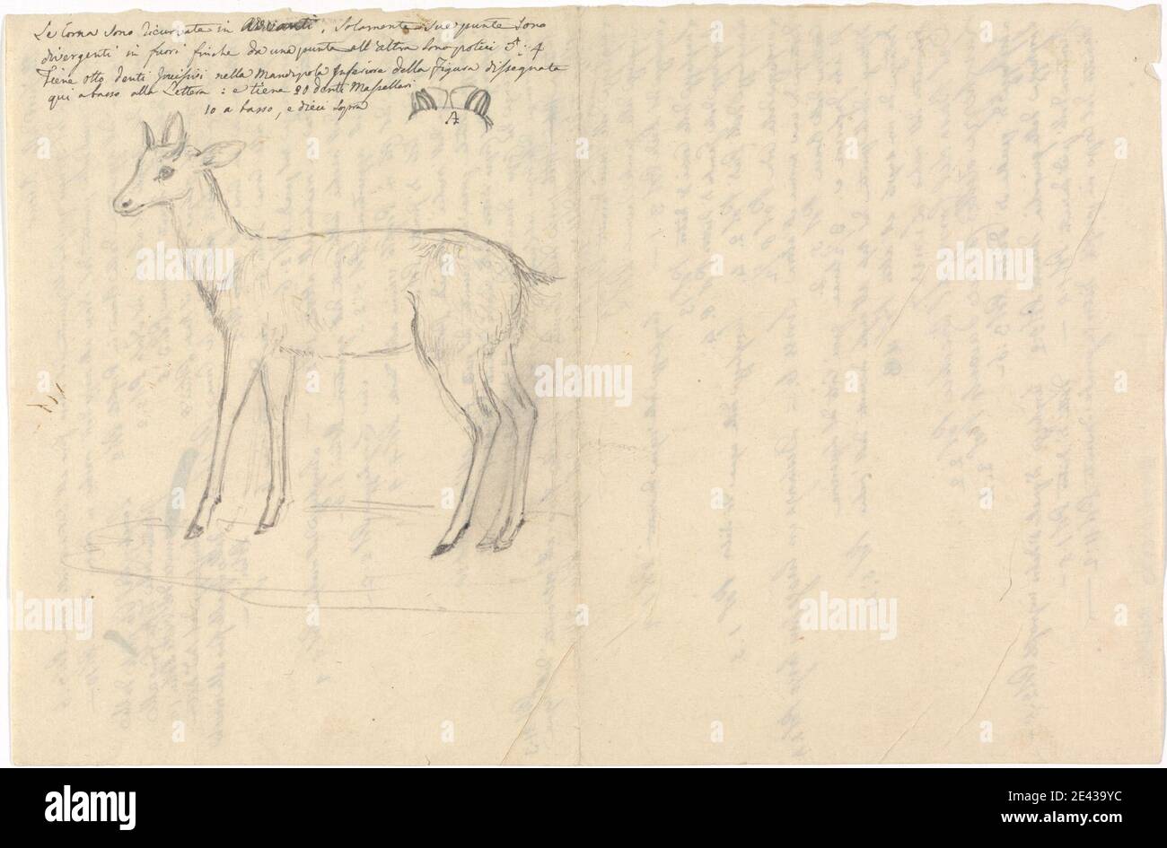 Luigi Balugani, 1737â € "1770, Italienisch, [einer der] verschiedene Skizzen in Wrapper, undated. Graphit auf mittlerem, leicht strukturiertem, beigefarbenem Papier. Animalia (Königreich) , Messung Stockfoto