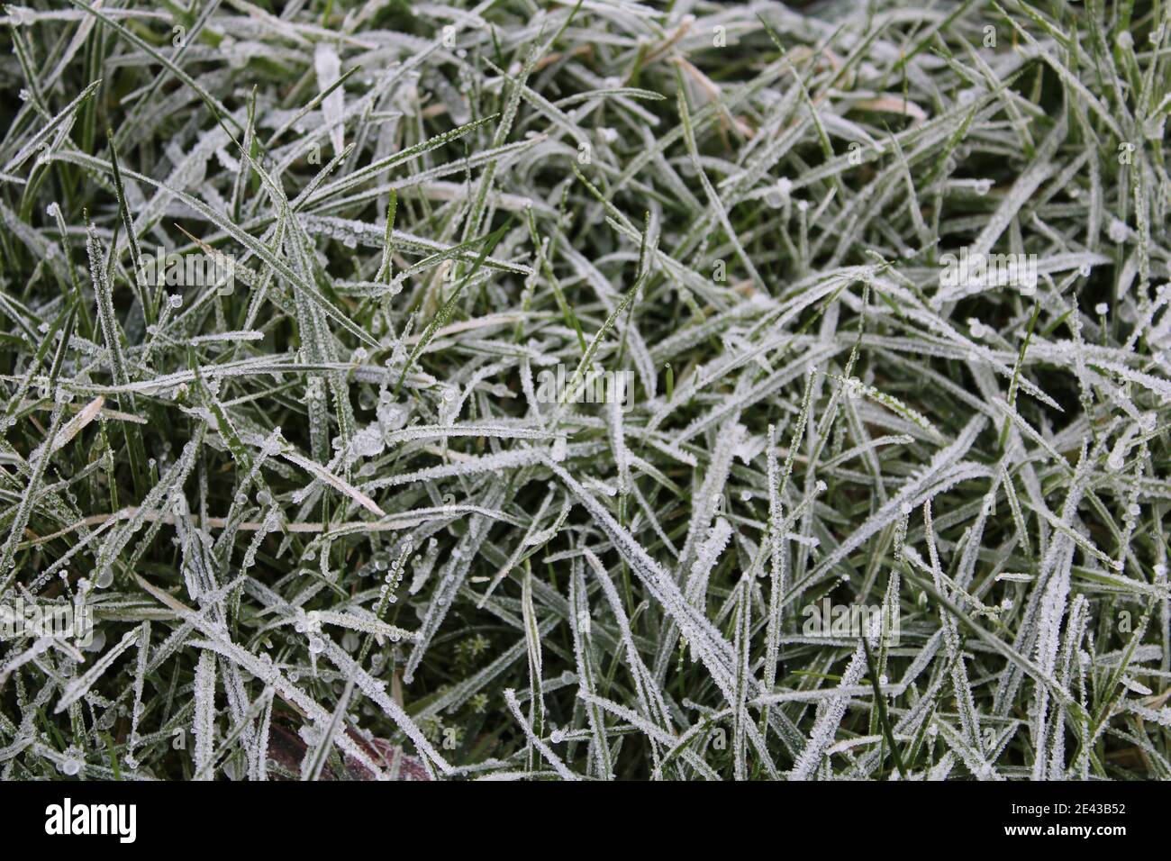 Gefrorenes Gras früh am Morgen Stockfoto