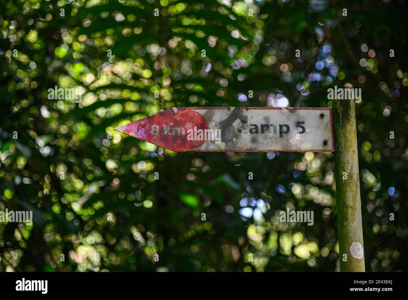 8 km Wegweiser nach Lager 5 im Gunung Mulu Nationalpark, Malaysia Stockfoto